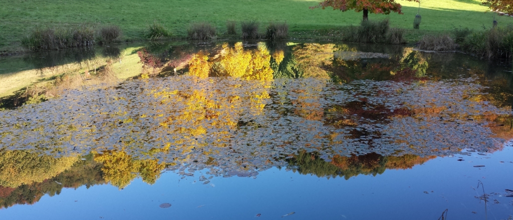 Ein Teich, in dem sich Herbstblätter spiegeln.